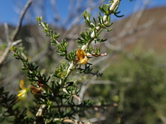 Aspalathus subtingens