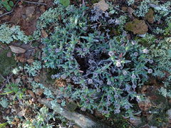 Antimima leipoldtii