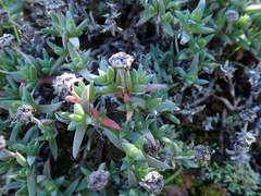 Antimima leipoldtii