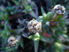 Antimima leipoldtii