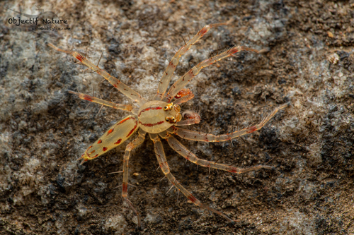 Goleba punctata