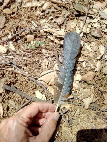 Plume de Corneille mantelée