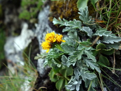 Jacobaea insubrica