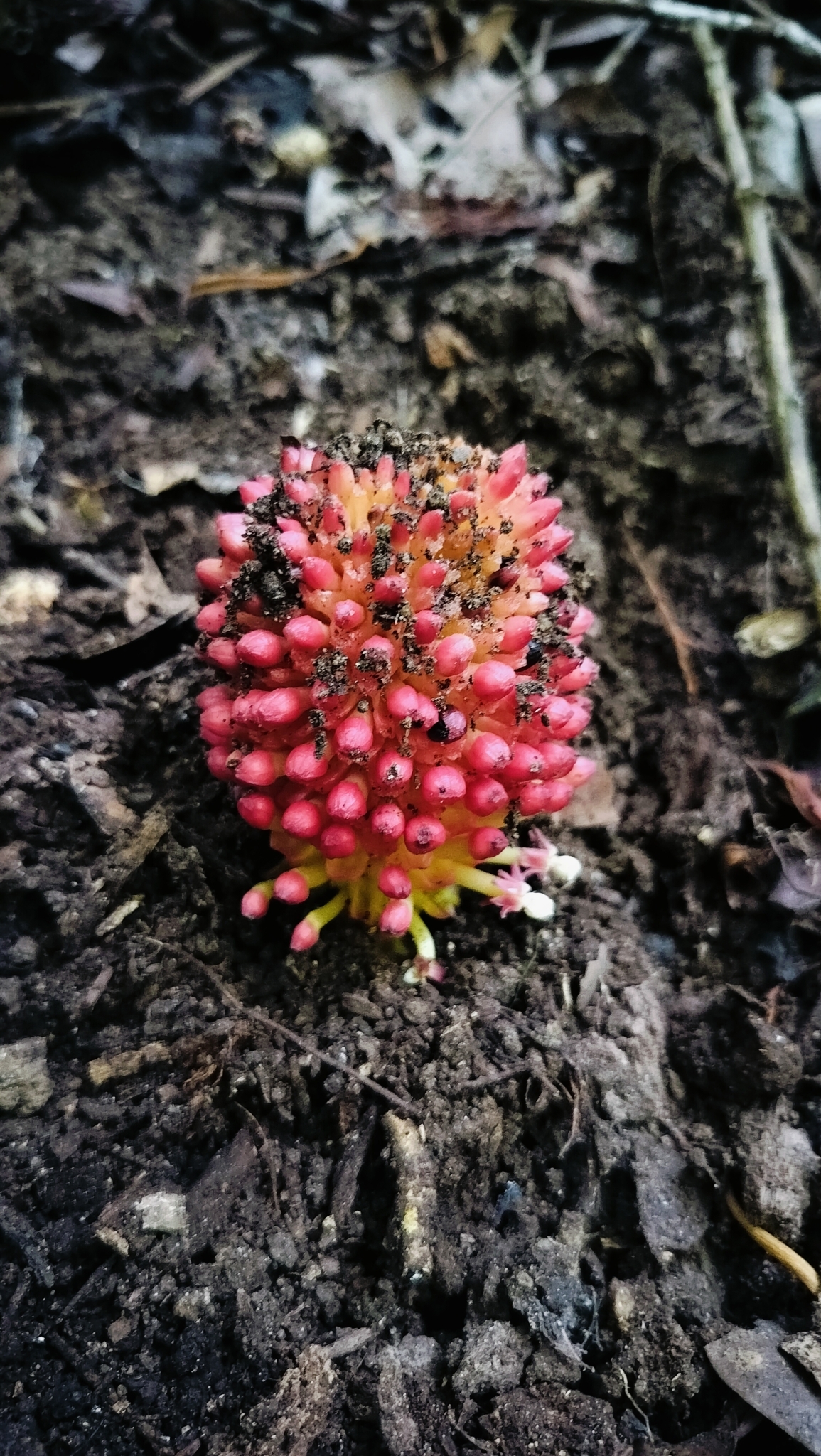 Imagem de Flor-de-cera