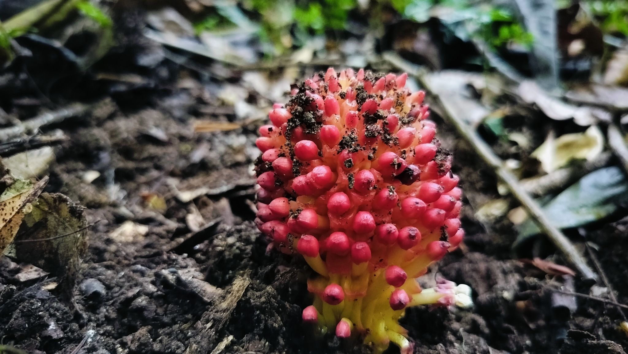 Imagem de Flor-de-cera