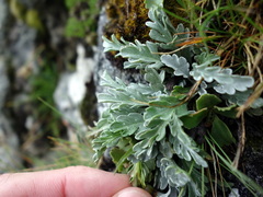 Jacobaea insubrica