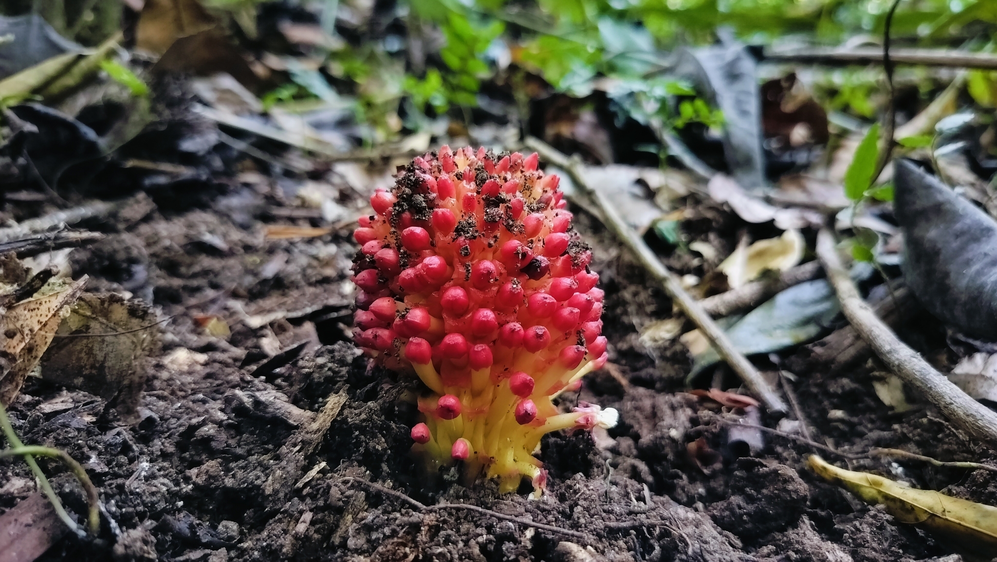 Imagem de Flor-de-cera