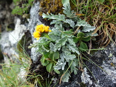Jacobaea insubrica