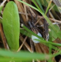 Alopecosa pulverulenta