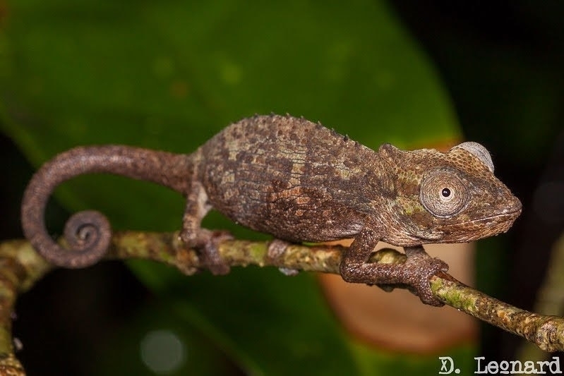 Qudeni Dwarf Chameleon