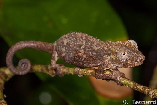 Qudeni Dwarf Chameleon