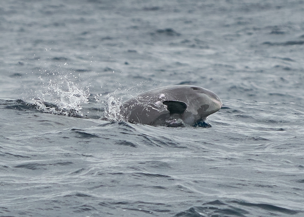 Photo of Pygmy Killer Whale (Feresa attenuata)
