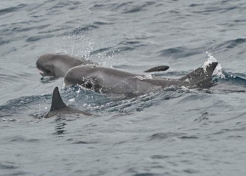 Photo of Pygmy Killer Whale (Feresa attenuata)