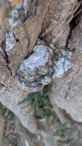 Ganoderma applanatum