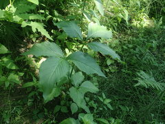 Arisaema stewardsonii