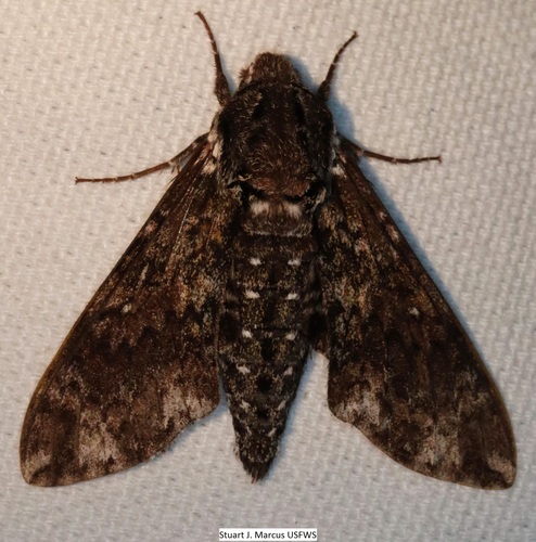 Dolba hyloeus