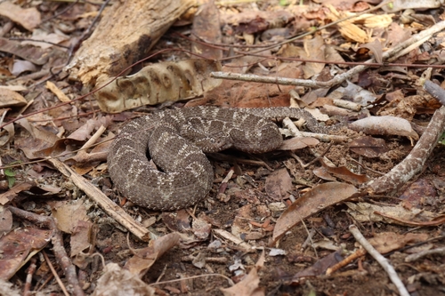 Photo of a Lutz's Cerrado Lancehead (Bothrops lutzi)