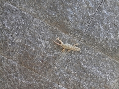 Tarentola mauritanica