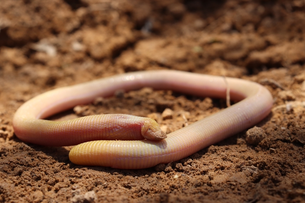 Bahia Worm Lizard