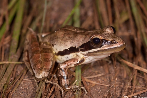 Plain Rana, Strongylopus wageri