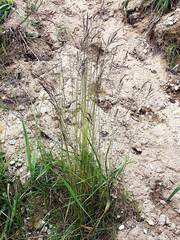Agrostis vinealis trinii