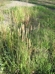 Calamagrostis epigejos
