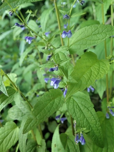 Scutellaria X churchilliana