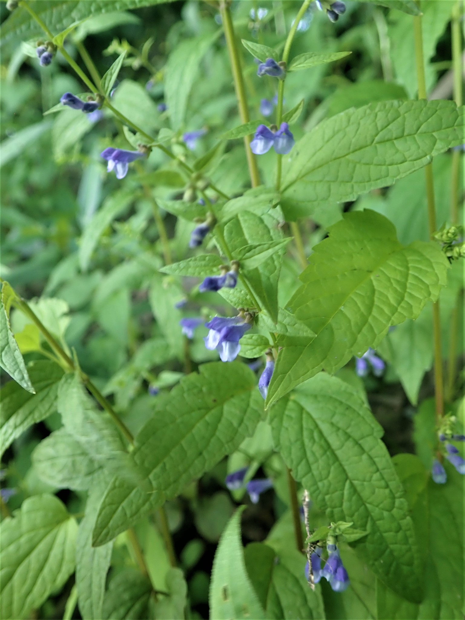 Scutellaria X churchilliana
