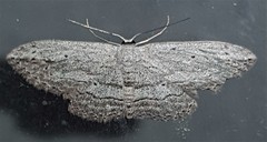 Scopula desita