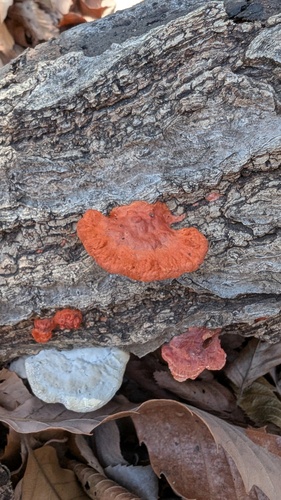 Trametes coccinea