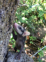 Didelphis virginiana