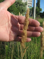 Calamagrostis epigejos