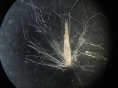Calamagrostis epigejos