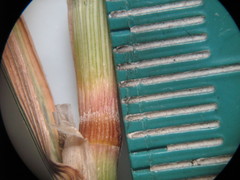 Calamagrostis epigejos