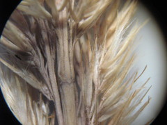 Calamagrostis epigejos