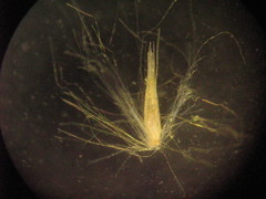 Calamagrostis epigejos