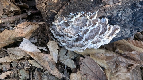 Schizophyllum commune