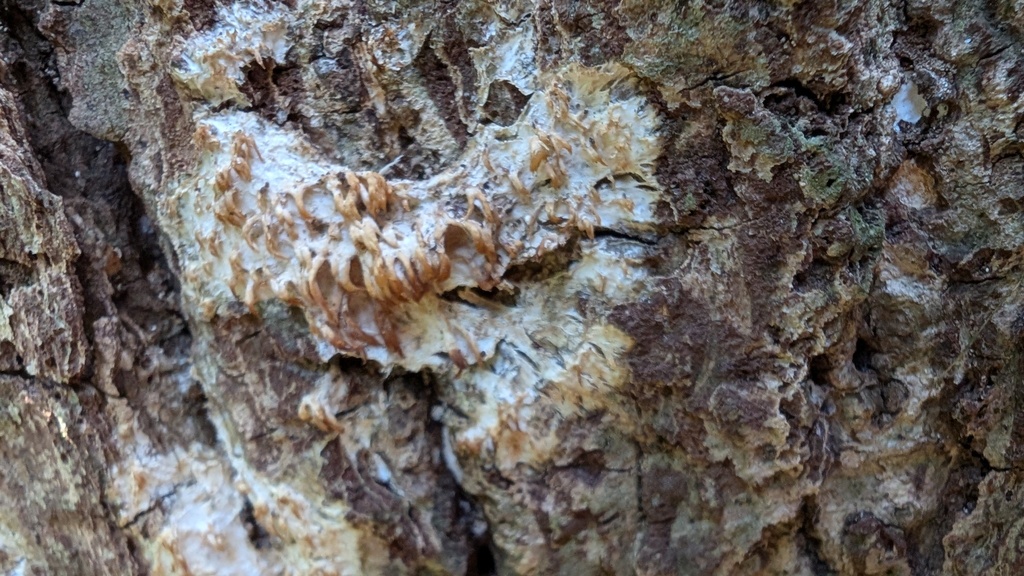 Radulomyces copelandii · February 2025 · photo: © atsushi_nakajima_cirque (iNaturalist, cc-by)