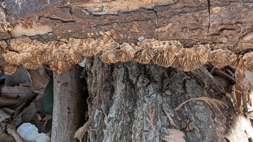 Daedaleopsis styracina