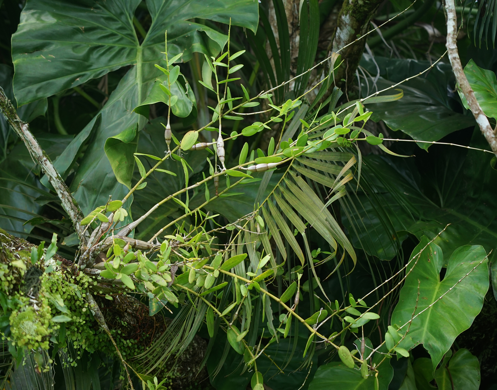 Imagem de Pomba-de-espírito-santo