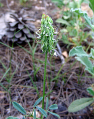 Trigonella spicata