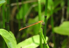 Ceriagrion nipponicum