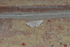 Idaea sylvestraria