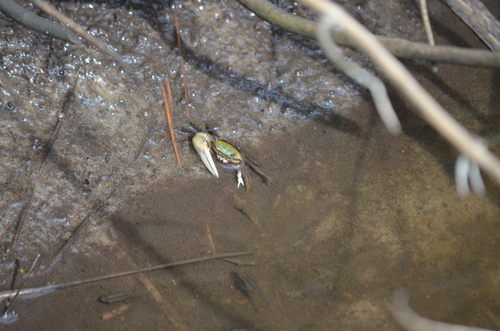 Minuca longisignalis
