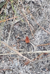 Leiobunum calcar