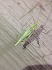 Oecanthus celerinictus