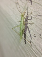 Oecanthus celerinictus