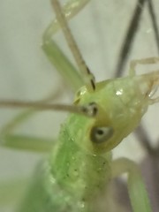 Oecanthus celerinictus