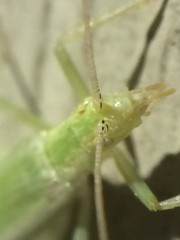 Oecanthus celerinictus