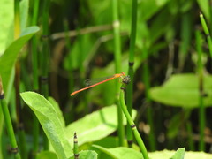 Ceriagrion nipponicum